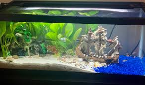 Fish guide for kuhli loach, pangio kuhlii, coolie loach identification, description and information, loach pictures, kuhli loach care, behavior, and habitat for though peaceful, the kuhli loach is nocturnal and is most active at night. I Know It S Not The Usual Aesthetic On This Sub But I M Really Liking How Our Re Scaped 20 Long Turned Out Housing A Betta Harlequin Rasboras And Kuhli Loaches Just Need To