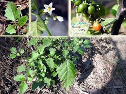 Image result for Solanum sp.no.2