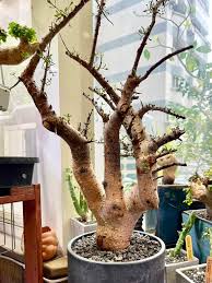 Image result for Commiphora kua