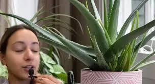 Water-Prop Your Aloe Vera