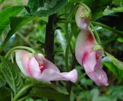 Image result for Impatiens bequaertii