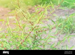 Image result for Corchorus kirkii