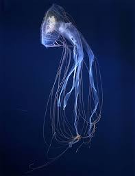 When donating to the museum, blathers will say the following: Purple Striped Jellyfish Live Pet Jellyfish