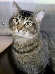 Pin On Adoptable Cats And Kittens