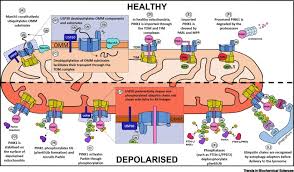 Pd affects about one million people in the united states and ten million worldwide. Mitochondrial Dysfunction And Mitophagy In Parkinson S Disease From Mechanism To Therapy Trends In Biochemical Sciences