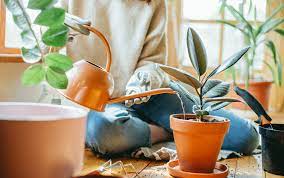 When a house plant has moist soil, it will feel heavier than a pot with dry soil. How To Water Houseplants And How To Know If You Re Overwatering Better Homes Gardens