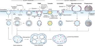 Why is endocytosis found in animal cell class 9. Key Principles And Methods For Studying The Endocytosis Of Biological And Nanoparticle Therapeutics Nature Nanotechnology