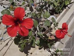 If you suspect your cat has eaten a poisonous plant, contact your vet immediately. Browse And Search The Tortoise Table Plant Database