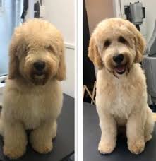 How to groom a labradoodle puppy. Grooming Labradoodle Puppy Cheap Buy Online