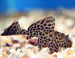 Sailfin pleco (sometimes also called gibbiceps, leopard pleco or sailfin pleco) is found naturally in the freshwaters of amazon basins in tropical south and central america. Sailfin Pleco Black Gibbiceps Algae Fish Arizona Aquatic Gardens