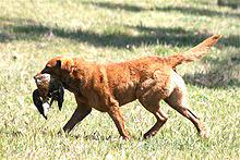 Why buy a chesapeake bay retriever puppy for sale if you can adopt and save a life? Chesapeake Bay Retriever Wikipedia