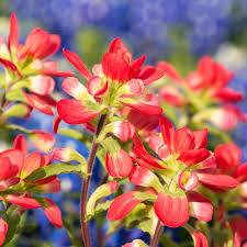 Some of the coloring page names are indian head coloring at colorings to and color, awesome native american chief on native american day coloring netart, taj mahal in agra india coloring netart, wings of fire dragon coloring at colorings to, clipart god images god clip art pictures god. Indian Paintbrush Seeds Castilleja Coccinea American Meadows