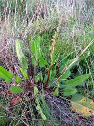 Image result for Rumex lanceolatus