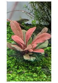 Image result for Samolus