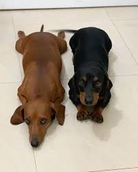 Dbl Dachs 1 Sploot And 1 Regular Dachshund Dog Clever Dog Dachshund Breed