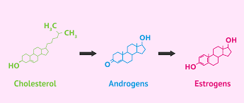Image result for Estrogen