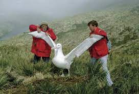 Scientists Measuring The Wingspan Of An Albatross Animal Planet Animals Albatross