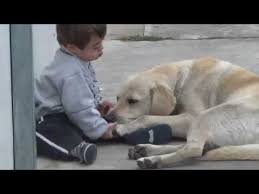 Awe Down Syndrome Labrador Happy Dogs