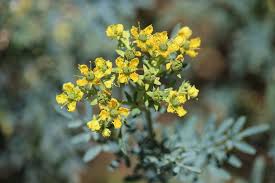 Image result for Rutaceae