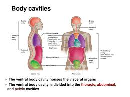Anatomical Positions Ppt Download