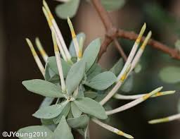 Image result for Tapinanthus oleifolius