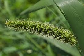 Image result for Setaria italica