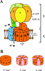 Check spelling or type a new query. The Rotor In The Membrane Of The Atp Synthase And Relatives Sciencedirect