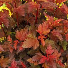 They are not particular about soil quality or texture, and can handle clay to sandy soil, in an alkaline to. Coppertina Ninebark Physocarpus Opulifolius Proven Winners