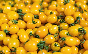 Image result for tomato Datterino