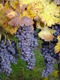 Grappes De Raisin Hot Sex Picture 14784 | Hot Sex Picture