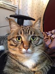 Chinese mountain cat (felis bieti) must be one of the most poorly known cats in the world. Chinese Li Hua The Smart Cat Of China Did You Know Pets