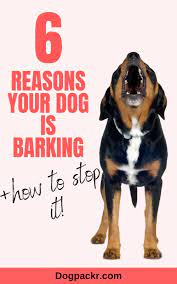 Do Dogs Get Tired Of Barking How To Stop Excessive Barking Stop Dog Barking Dog Barking Therapy Dog Training