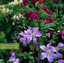Can i plant honeysuckle and clematis together. Clematis Prince Cha Stock Photo By Nicola Stocken Image 0495812