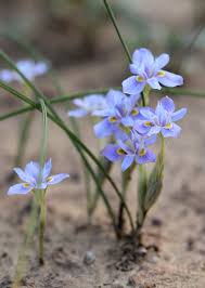 Image result for Moraea carsonii