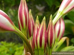 Image result for Crinum macowanii
