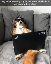 Funny Animal Memes Of The Day 20 Pics Funny Animal Memes Funny Animal Pictures Funny Animals