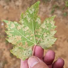 Image result for Colomerus vitis