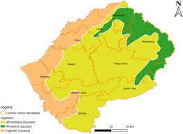 Image result for Dichilus reflexus