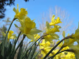 The flower has white petals with a double cup of. Plan Now For Spring Flowering Bulbs The Farm In My Yard