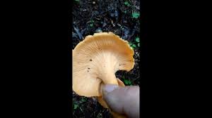 Scrapple was the last act! Mushroom Hunt West Virginia August 2018 Youtube