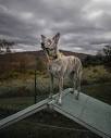 🐺 Molly the Formosan Mountain Dog/ Village Dog | Happy national ...