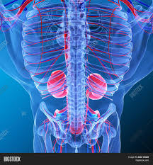 A rib has a flat body, as you can see from the picture of the anatomy of the human rib cage. Kidneys Pair Organs Image Photo Free Trial Bigstock