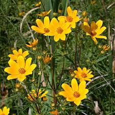 Image result for Bidens flagellata