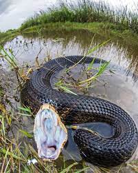 Cottonmouth Water Moccasin Animals Beautiful Reptiles And Amphibians Types Of Crocodiles