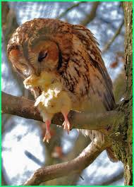 Check spelling or type a new query. Makanan Burung Hantu Segala Jenis Dan Perawatannya Ekor9 Com