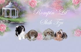Akc registered cuddly, very loving, and smart. Imperial Shih Tzu Puppies For Sale Chinese Imperial Dog Breeder