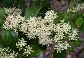 Image result for Psydrax fragrantissima