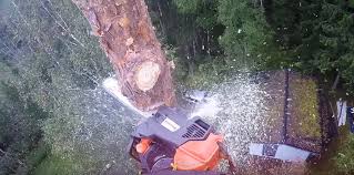 Download our free internet marketing guide for tree service. Steadfast Tree Care Fredericksburg Va Free Quotes 540 736 7388