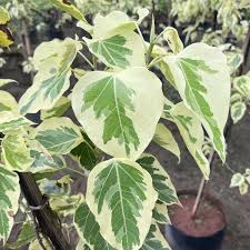 Image result for Ficus religiosa