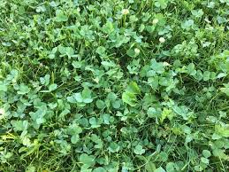 See full list on bobvila.com Clover Grassdaddy Net How To Get Rid Of Clover In Your Lawn